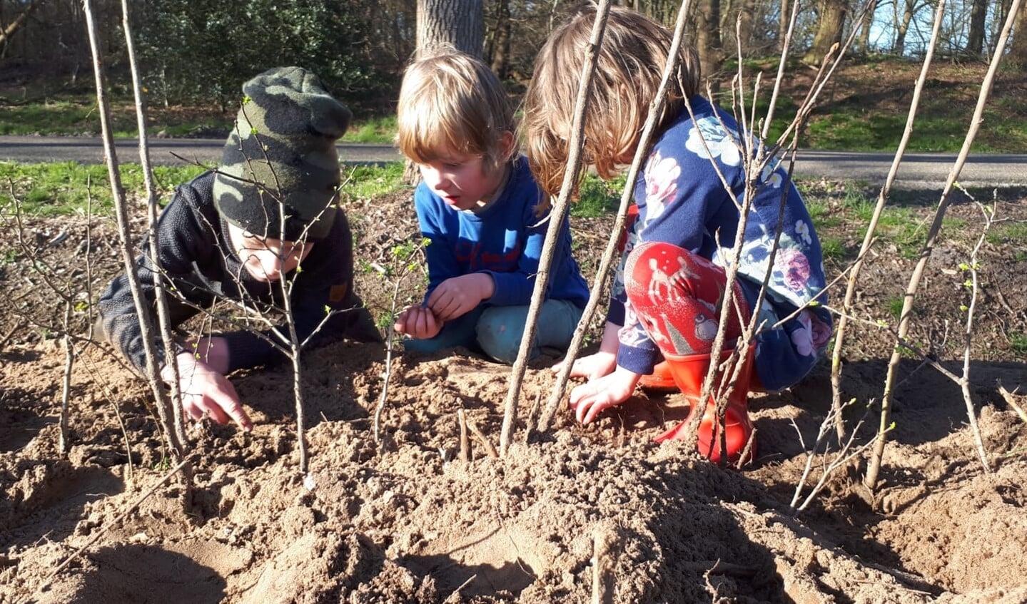 Enkele kinderen die net een heg hebben geplaatst. Zaterdag 4 december zal de stichting in de gemeente Someren enkele heggen planten.