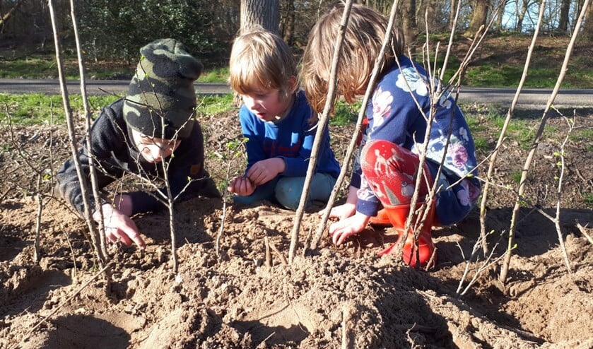<p>Enkele kinderen die net een heg hebben geplaatst. Zaterdag 4 december zal de stichting in de gemeente Someren enkele heggen planten.</p>