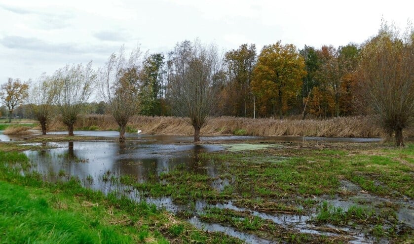 <p>Summers Landschap organiseert ook dit jaar weer een knotwilgendag. (Foto: Annie Hendriks)</p>