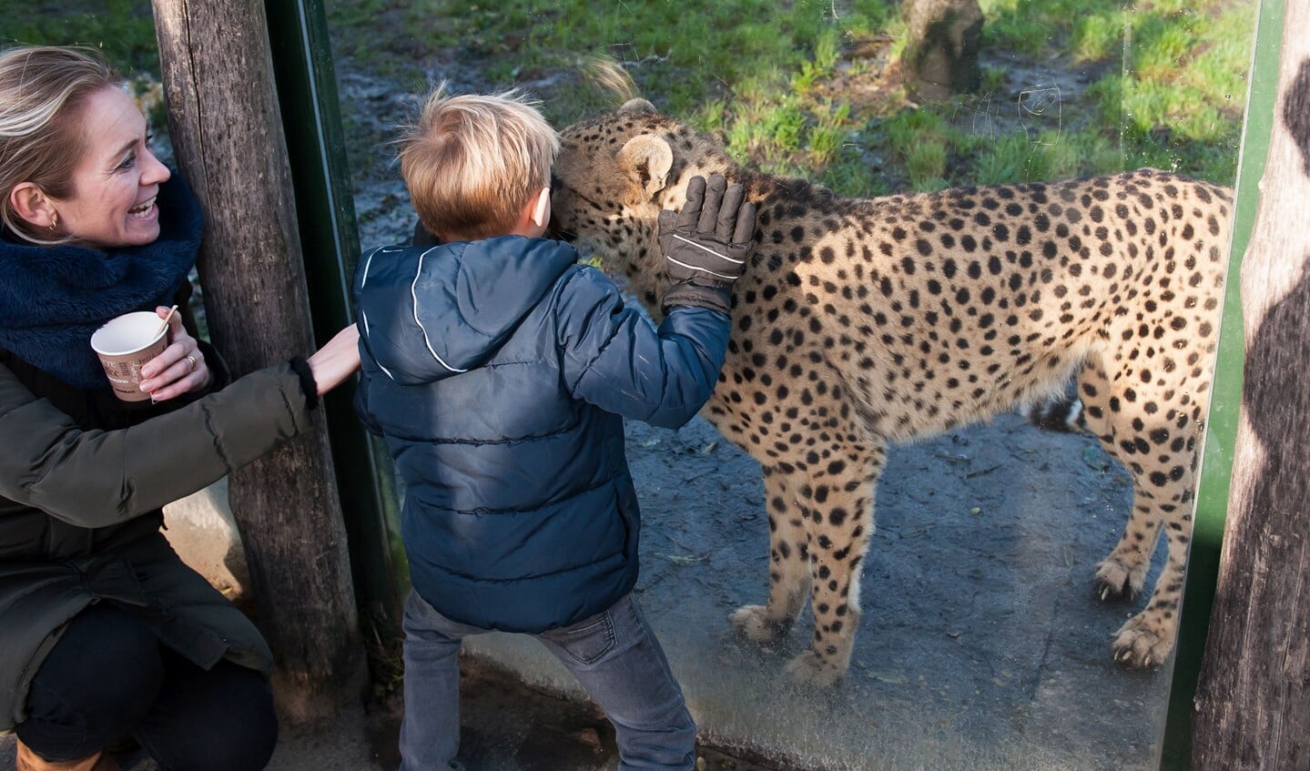 Thijm bij de cheeta's in Dierenrijk waar hij samen met de verzorgers de dieren mocht voederen. (Foto: Ans Ketelaars Fotografie)