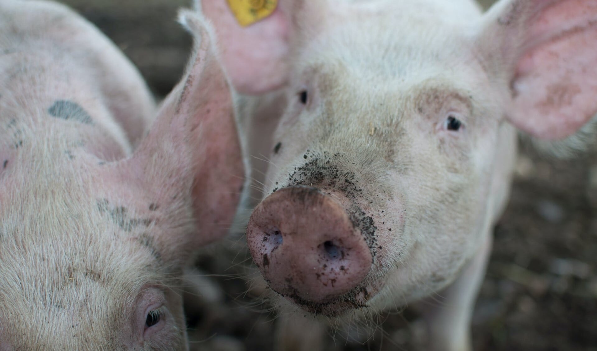 Vereniging Stopdestank Deurne is tegen de komst van een nieuwe stal met 3750 varkens.