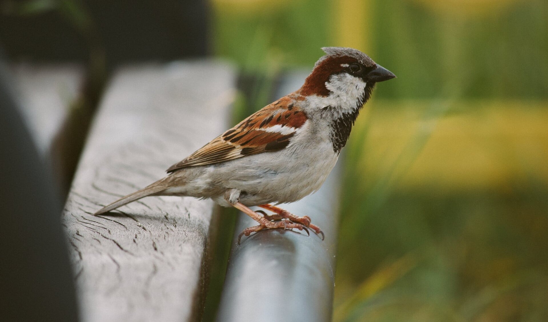 De huismus is net als de afgelopen jaren de meest voorkomende vogel in de Noord-Brabantse tuinen. 