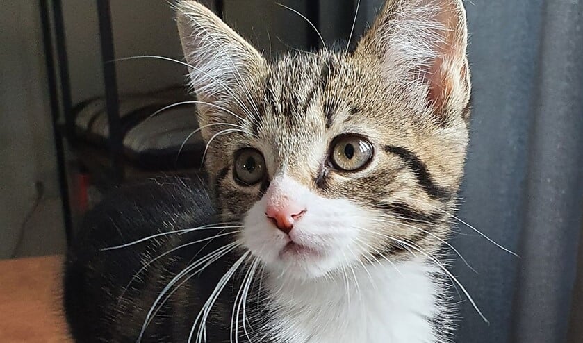 <p>Kitten Bear is heel aanhankelijk en kan uren slapen maar is ook heel actief met spelen, jagen en stoeien. (Foto: Dierenbescherming)</p>