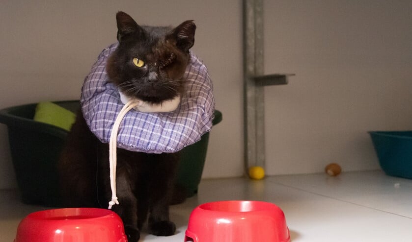 <p>Stevie draagt tijdelijk een kraag in verband met de operatie aan zijn oog. </p>