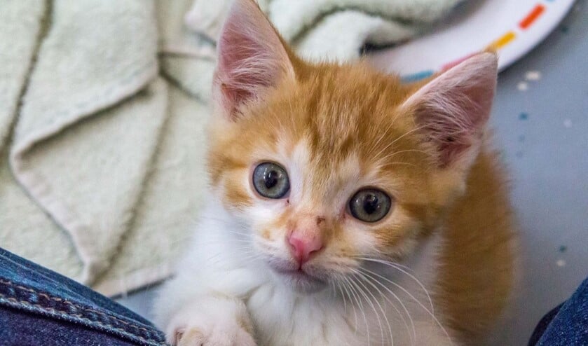 <p>Er zijn veel kittens in het asiel en daarom staan zij deze week in het zonnetje. (Foto: Dierenbescherming)</p>