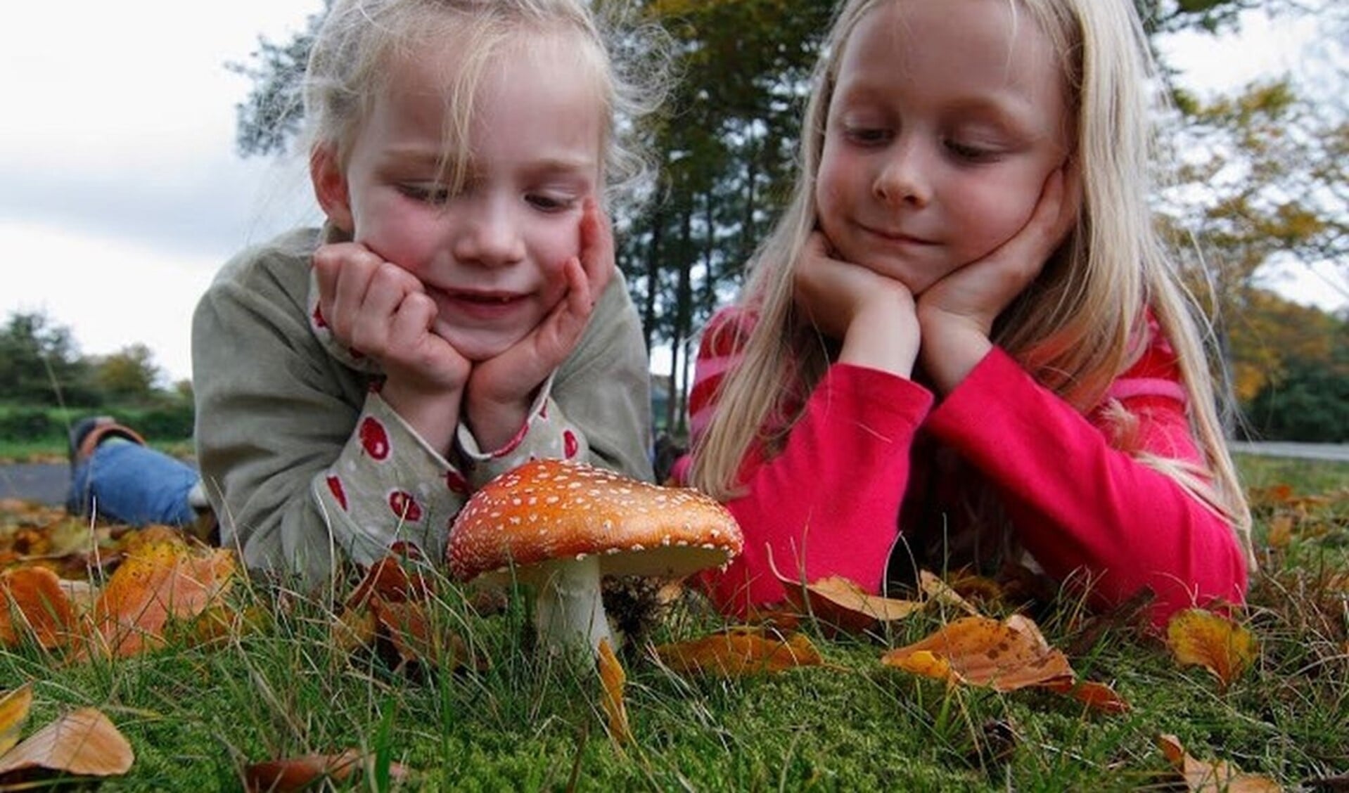 Naar paddenstoelen zoeken en er over leren kan op zondag 10 oktober. (Foto: IVN Valkenswaard-Waalre) 