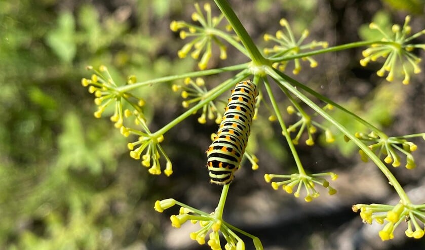 <p>De rups van een koninginnenpage. Woensdag 15 september kan opnieuw gespeurd worden naar vlinders en rupsen. (Foto: M.L. Ammann)</p>