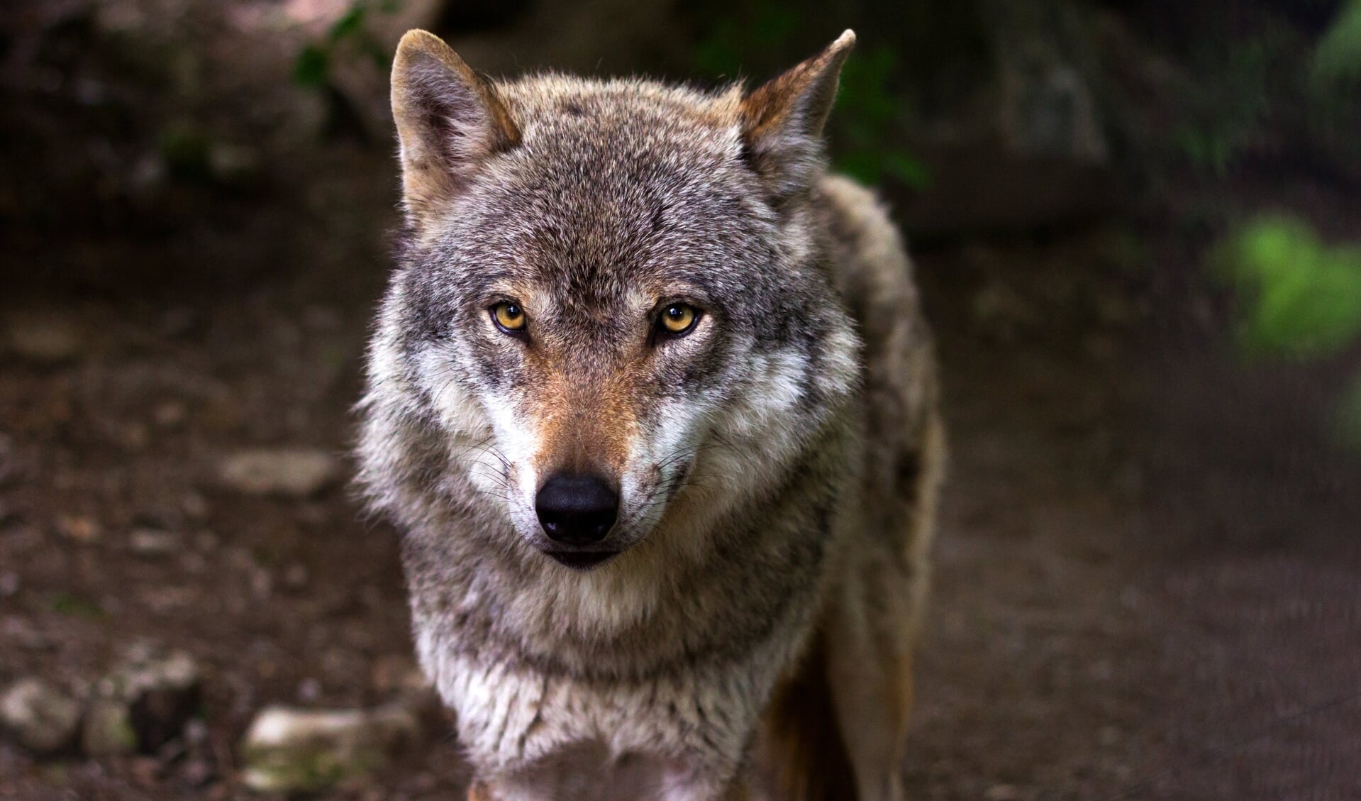 Het is voor de gemeente Someren lastig een balans te vinden wat te doen met de wolf. (Foto: Pixabay)