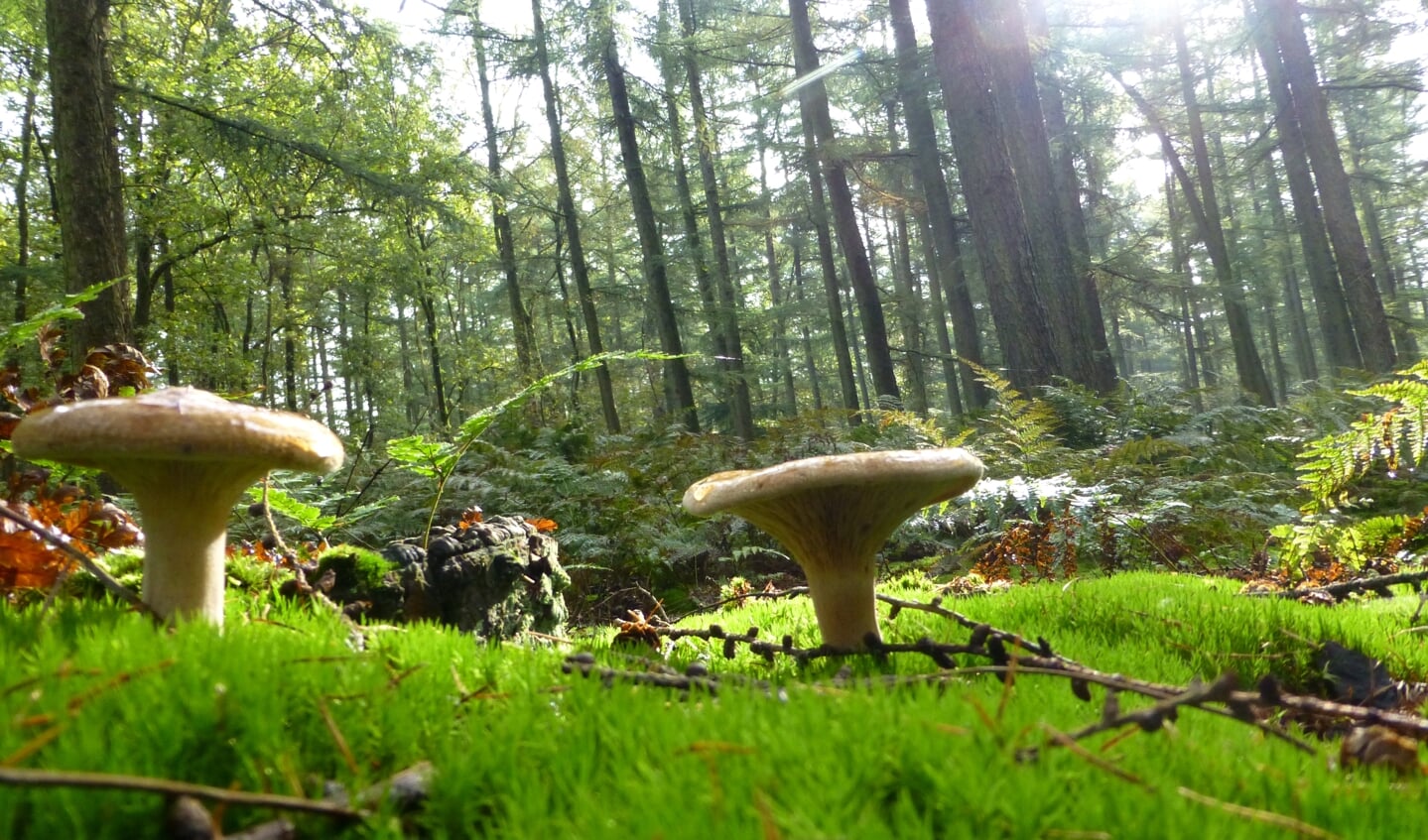 Veel inwoners van Helenaveen zijn tegen de plannen van Staatsbosbeheer om het Broemeerbos onder water te zetten. (Foto: Dory Verberne)