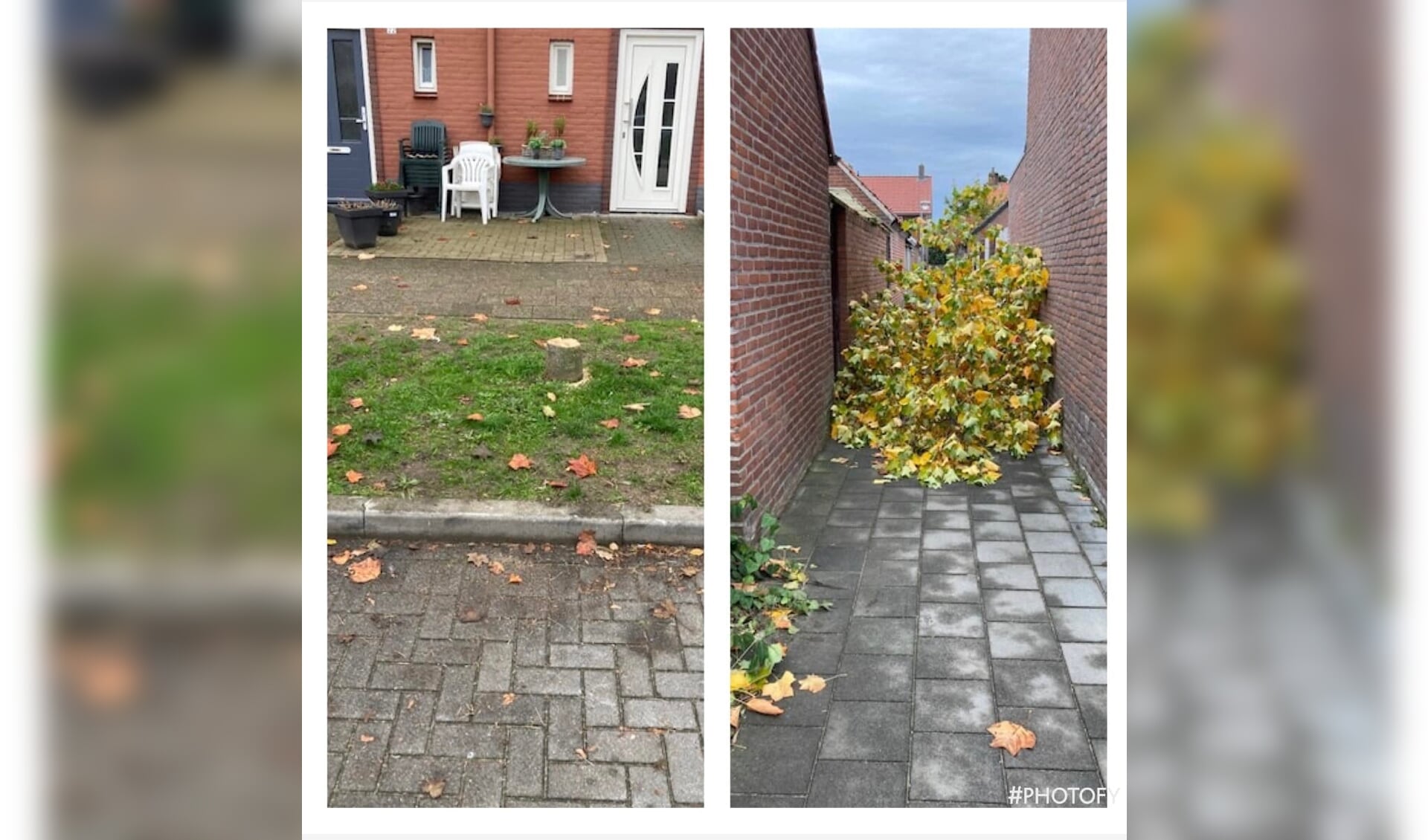 De illegaal gekapte boom in de Rozenstraat in Asten. (Foto: Gemeente Asten)