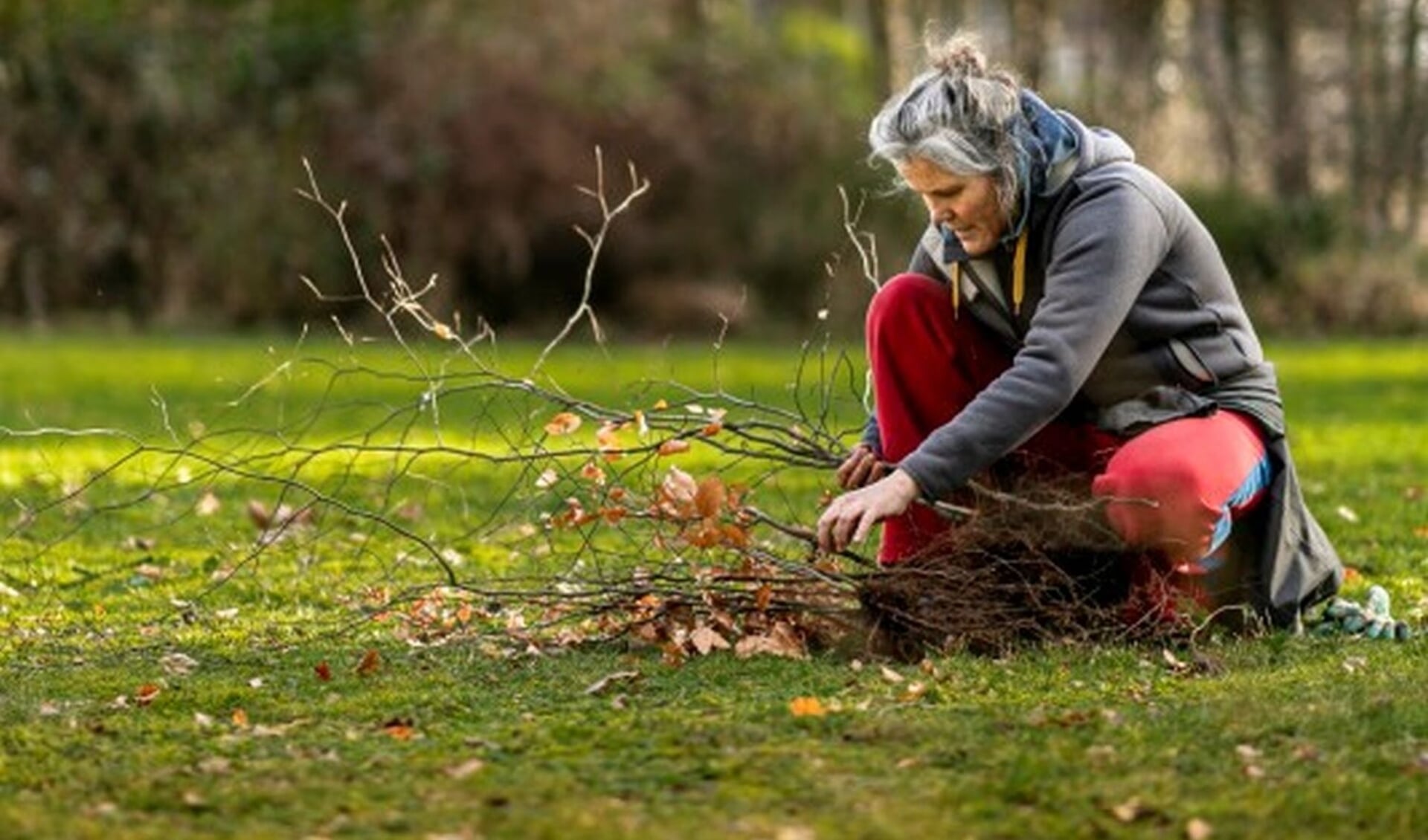 Meer Bomen Nu wil dit jaar 1 miljoen bomen planten in Nederland en zamelt hiervoor zaailingen en stekken in.
