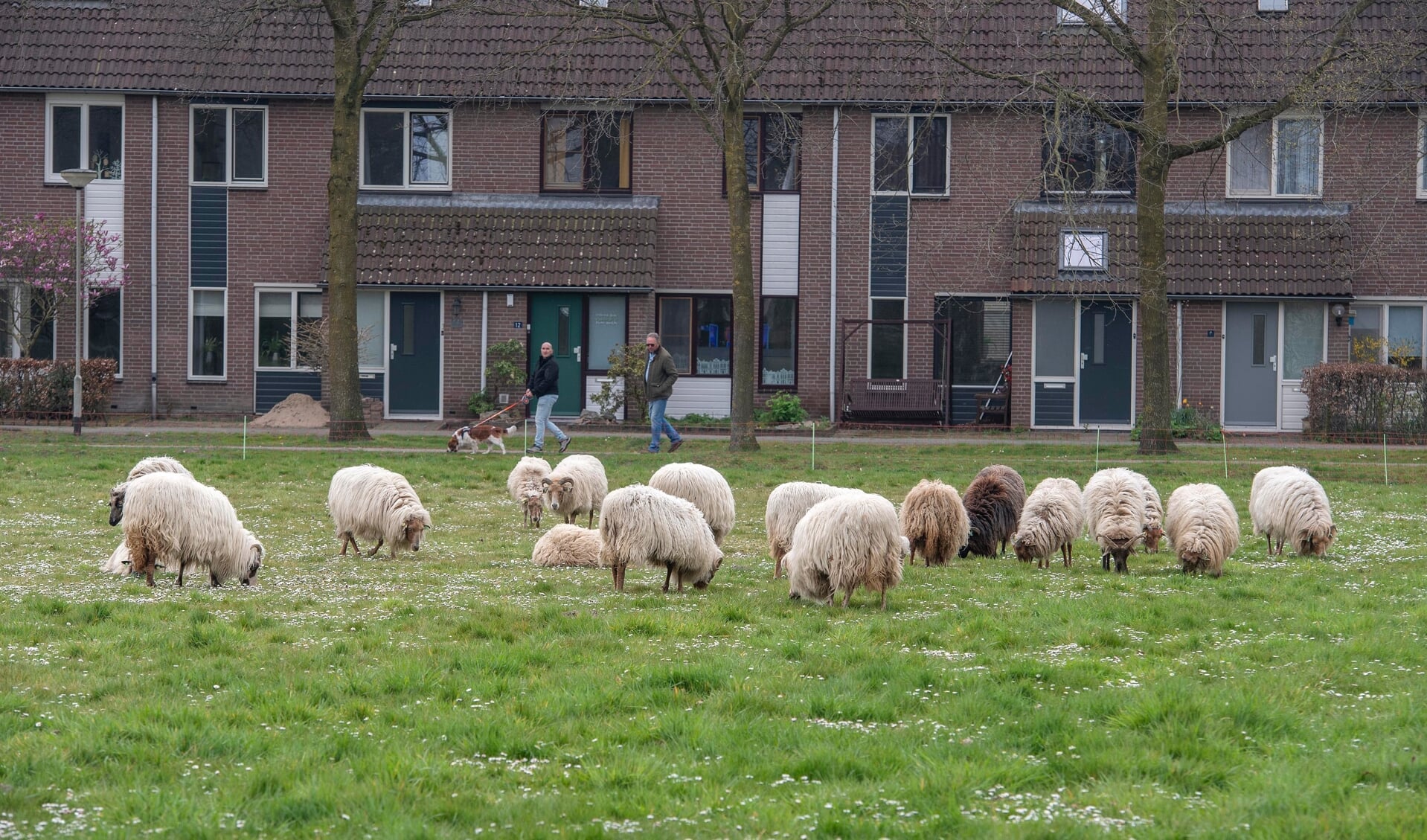 De kudde houdt sinds vorige week het gras bij in de Heiakker. (Foto: Hein van Bakel)