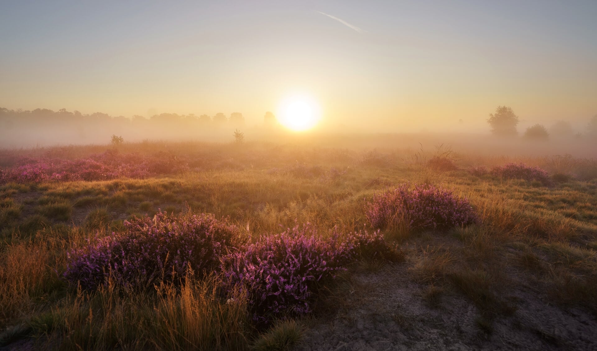 Ook de Strabrechtse Heide komt natuurlijk terug in de online etalage. (Foto: Bjorn Snelders)
