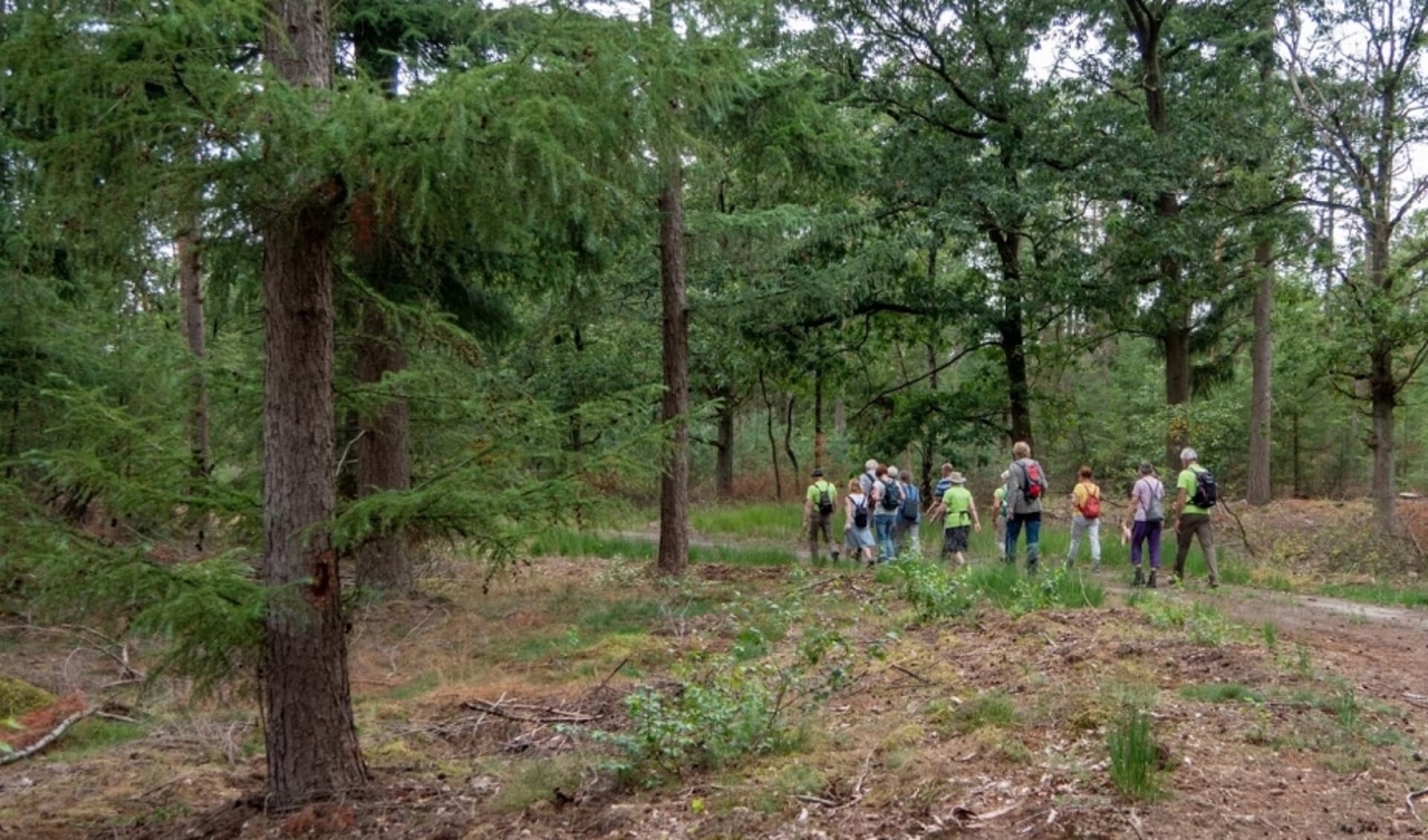 Natuurgidsen van IVN Geldrop nemen liefhebbers mee voor een flinke wandeling. (Foto: Frans van den Boom)