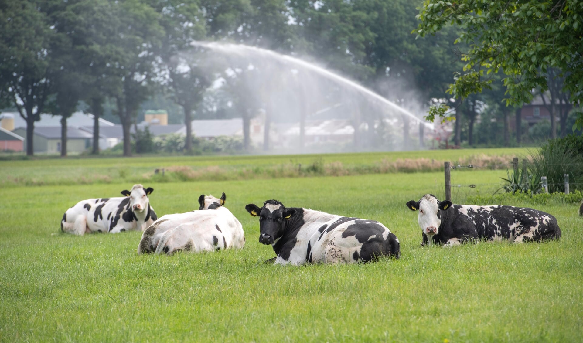 Op termijn misschien een historische foto: koeien nabij de Peel. (Foto: Hein van Bakel)