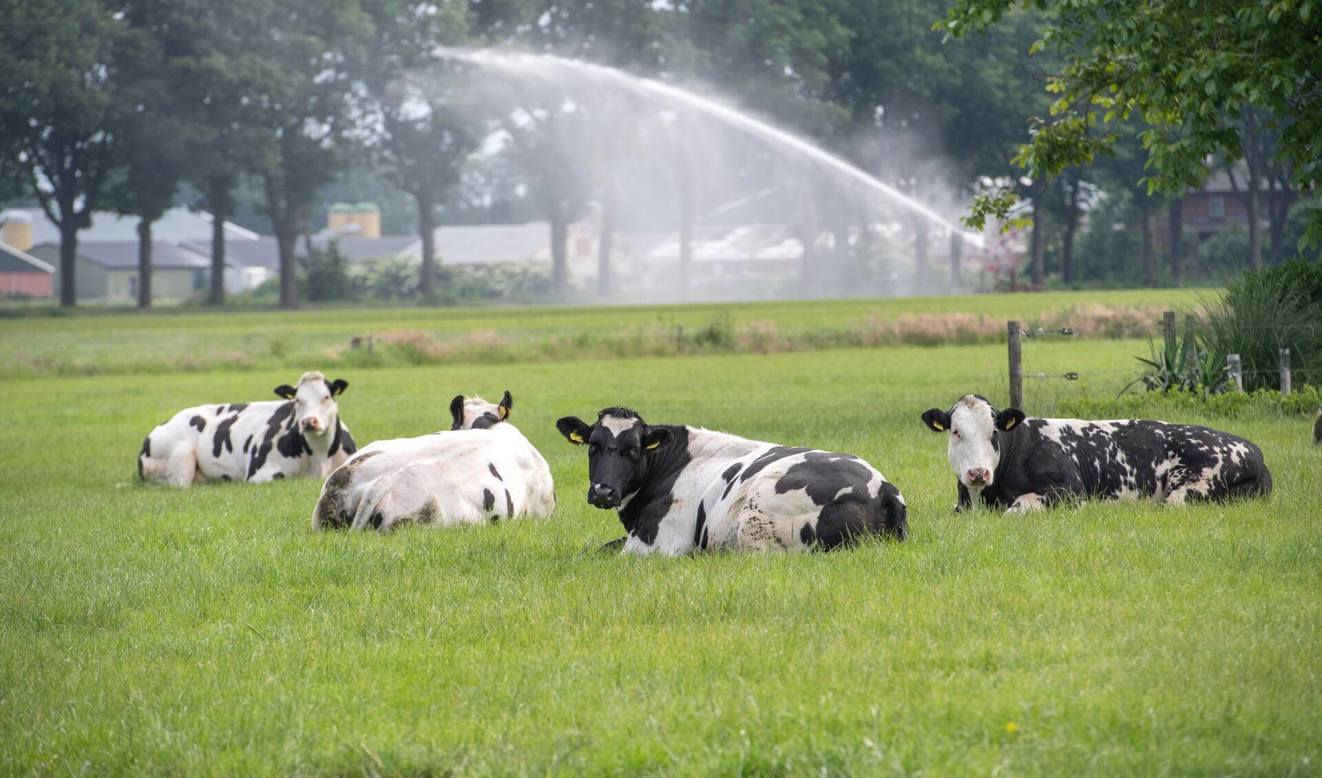 Grazende koeien. (Foto: Hein van Bakel)