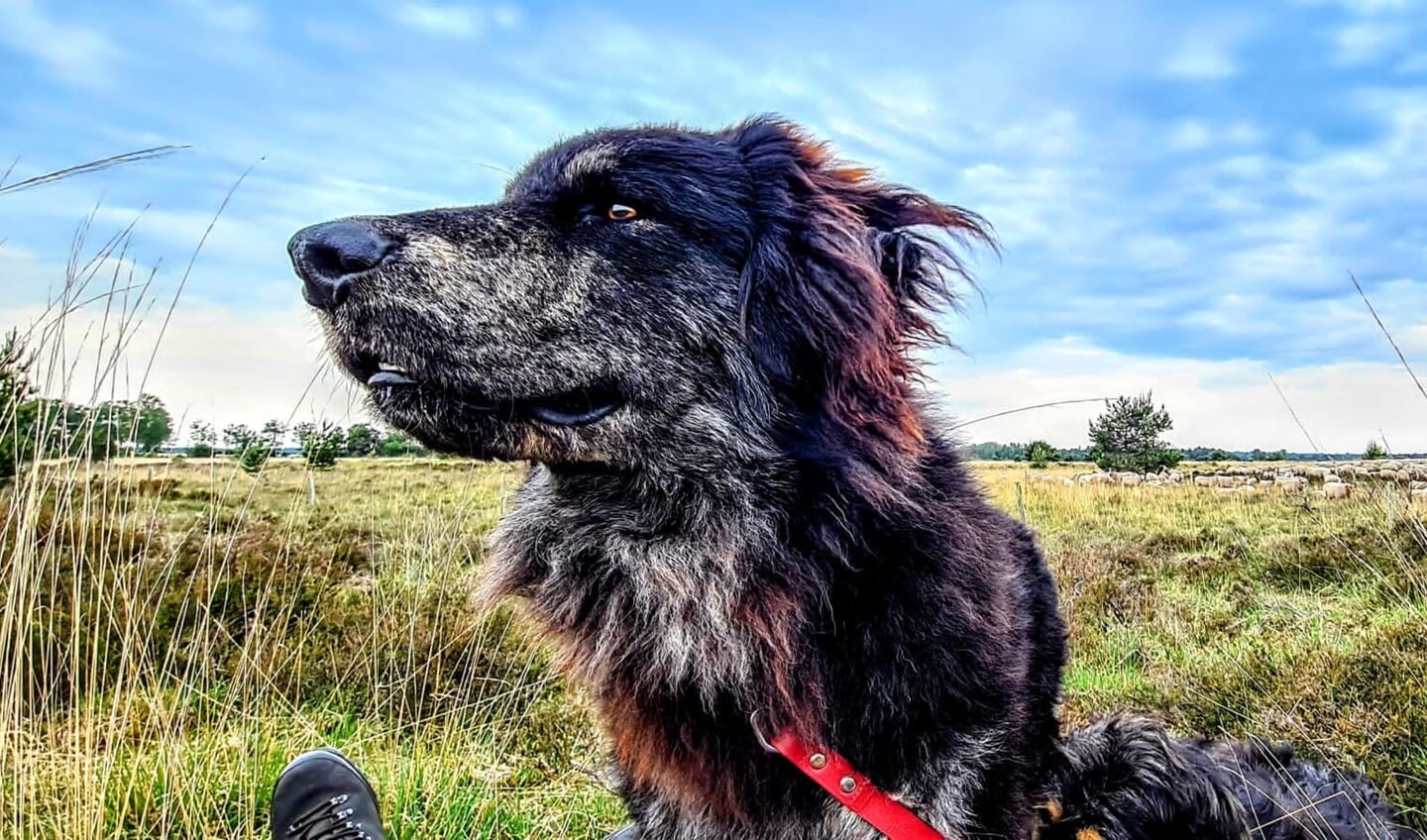 Een van de vier honden bij de schaapskudde op de Strabrechtse Heide (Foto: Staatsbosbeheer).