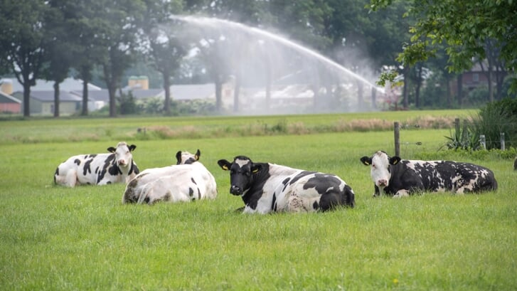 Grazende koeien in de wei. Onder meer de veehouderij moet aan steeds strengere emissienormen voldoen. (Foto: Hein van Bakel)