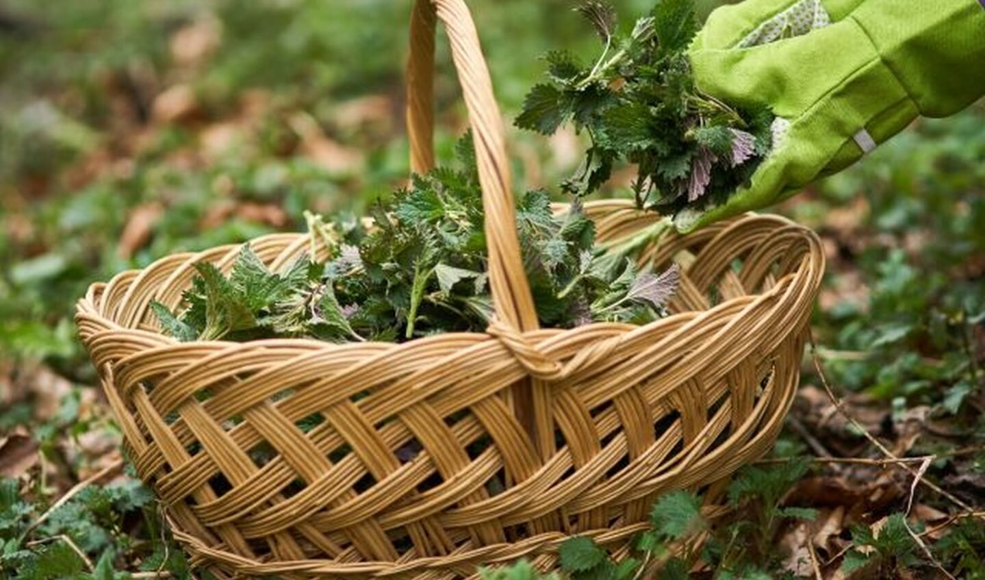 Er groeien veel eetbare en bruikbare planten met medicinale krachten rondom Het Huis van Waalre.