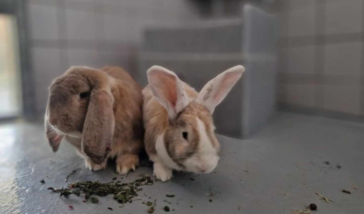 Bailey en Balisto zoeken samen een nieuw thuis. (Foto: Dierenbescherming)