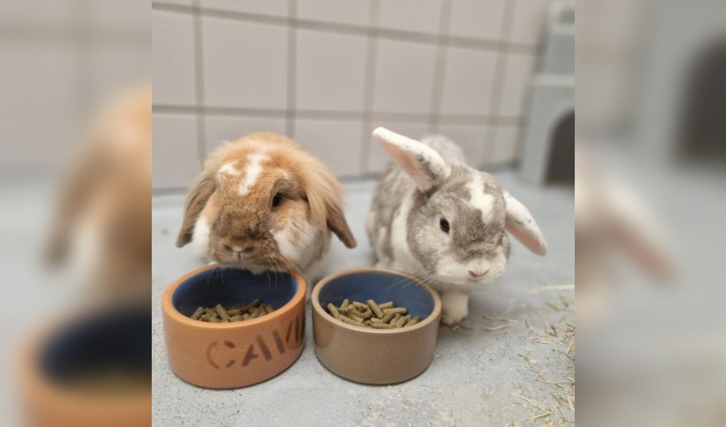 Gizmo en Kaatje zijn een leuk, koddig en hecht duo. Samen zoeken ze een nieuw thuis (Foto: Dierenbescherming).
