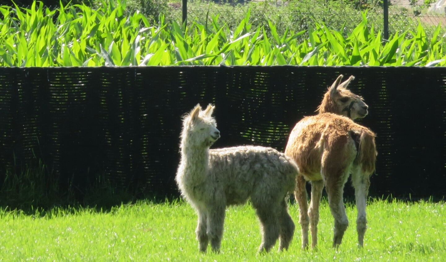 (Foto:Gonny Smeulders-Veltman)