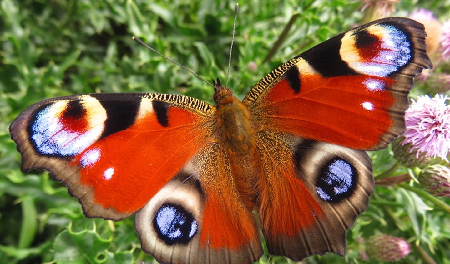 De Dagpauwoog is dit jaar de meest getelde vlinder in Nederland, en blijft zo ook de Atalanta voor.