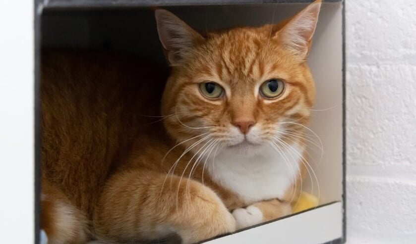 Puk en Diesel, twee knappe rode katers, zoeken een nieuw thuis (Foto: Dierenbescherming)