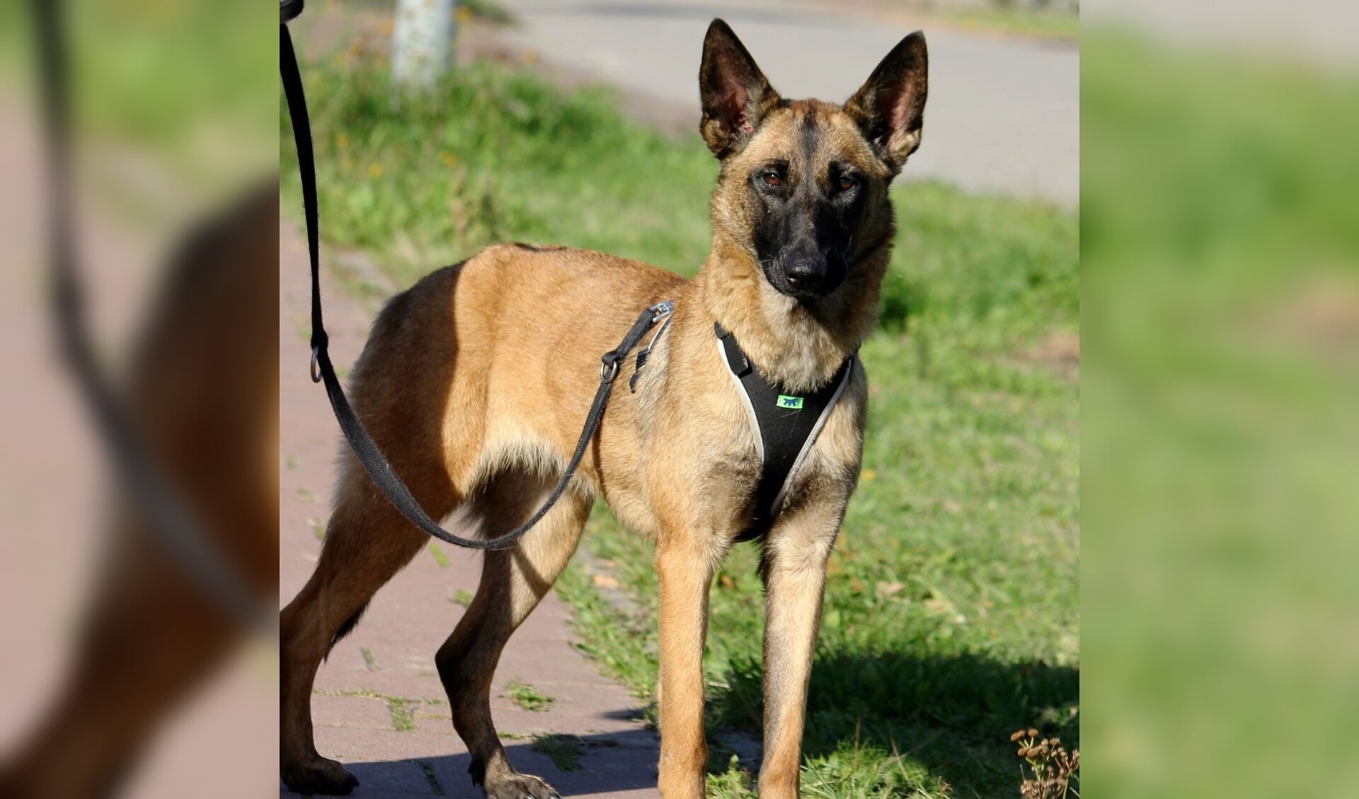 Toska moet kunnen rekenen op een stabiele begeleider die kan omgaan met een onzekere herder.