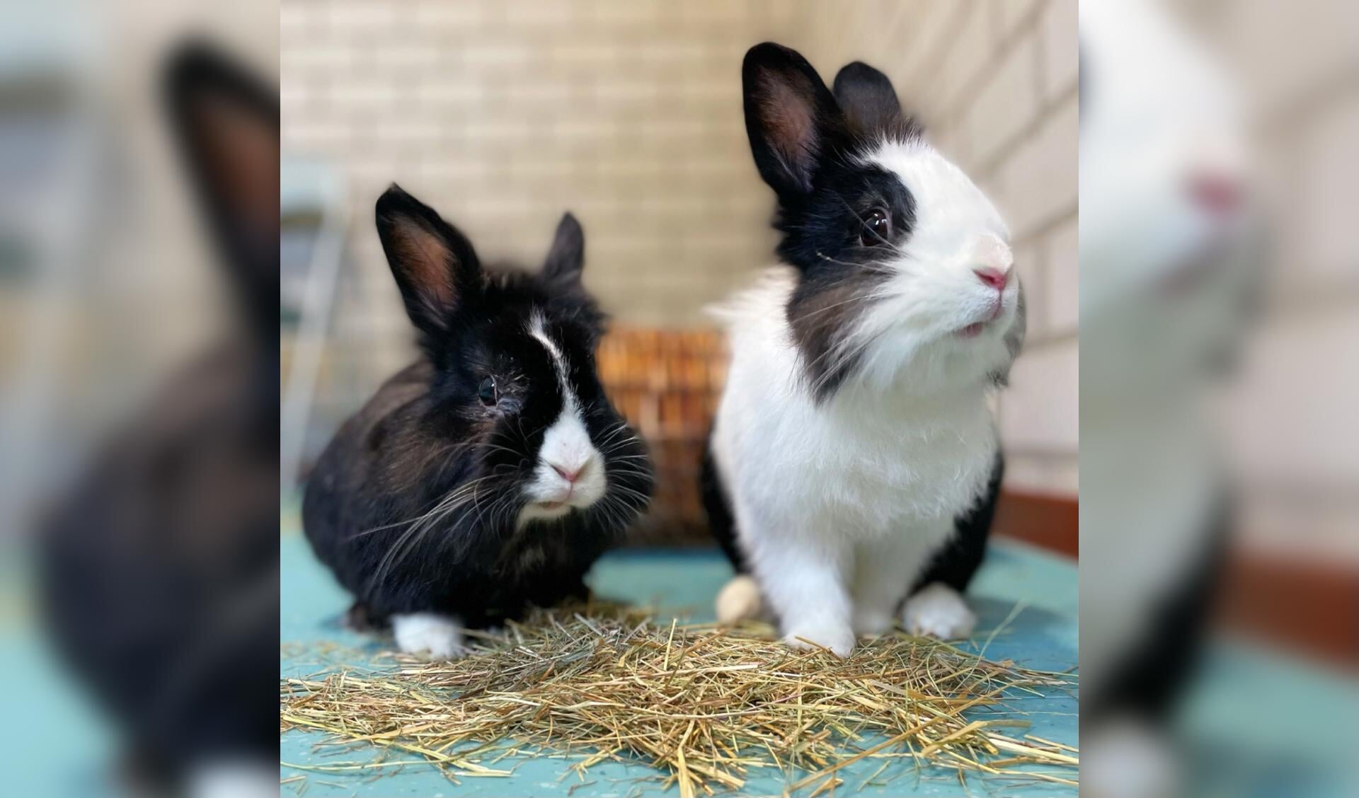 De twee konijnen Paco en Kootje. (Foto: Stichting ROZE)