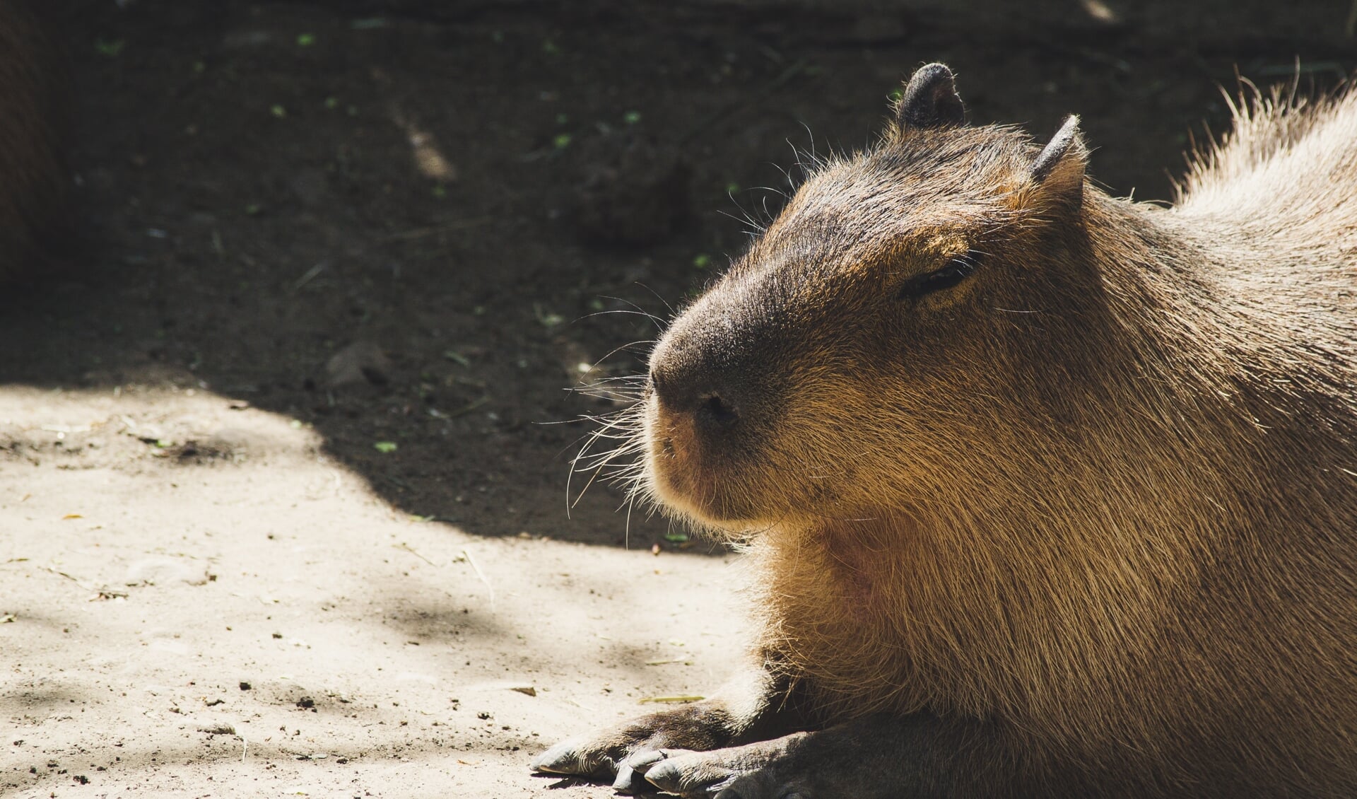 Peelpioniers, een sociale onderneming voor jongeren en door jongeren, hebben hun allereerste Capybara-tekenwedstrijd aangekondigd. (Foto: Brett Sayles/Pexels)