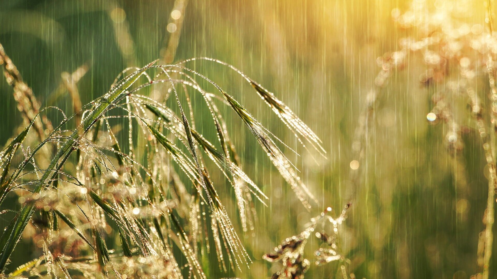 Het was een ronduit natte zomer, de huidige tropische dagen doen daar niets aan af. (Stockfoto: Pixabay)