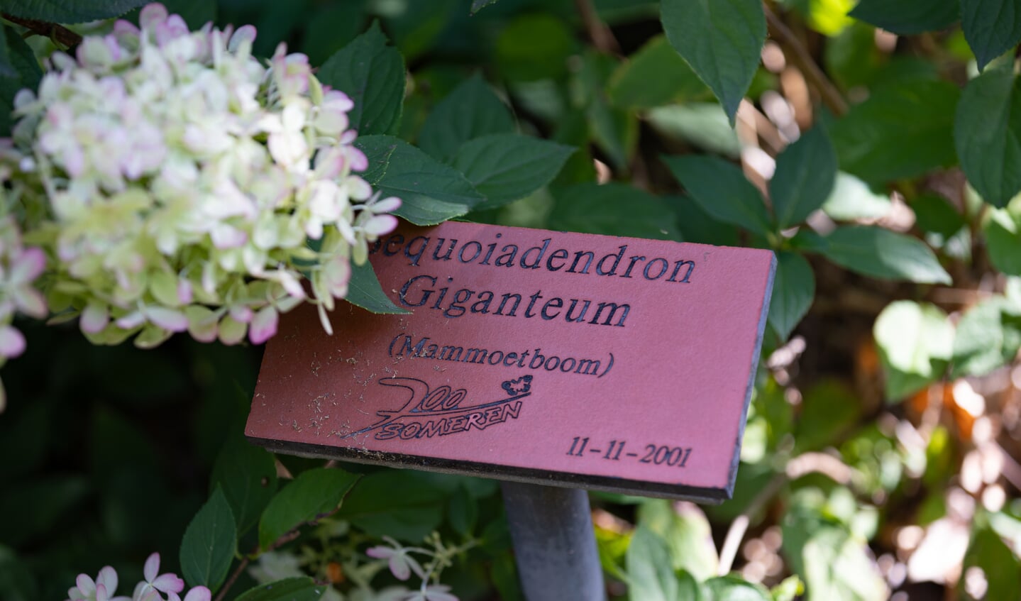 Het bordje dat werd geplaatst bij het planten van de allereerste grote boom in het Vonderpark. (Foto: Patrick Janssen)