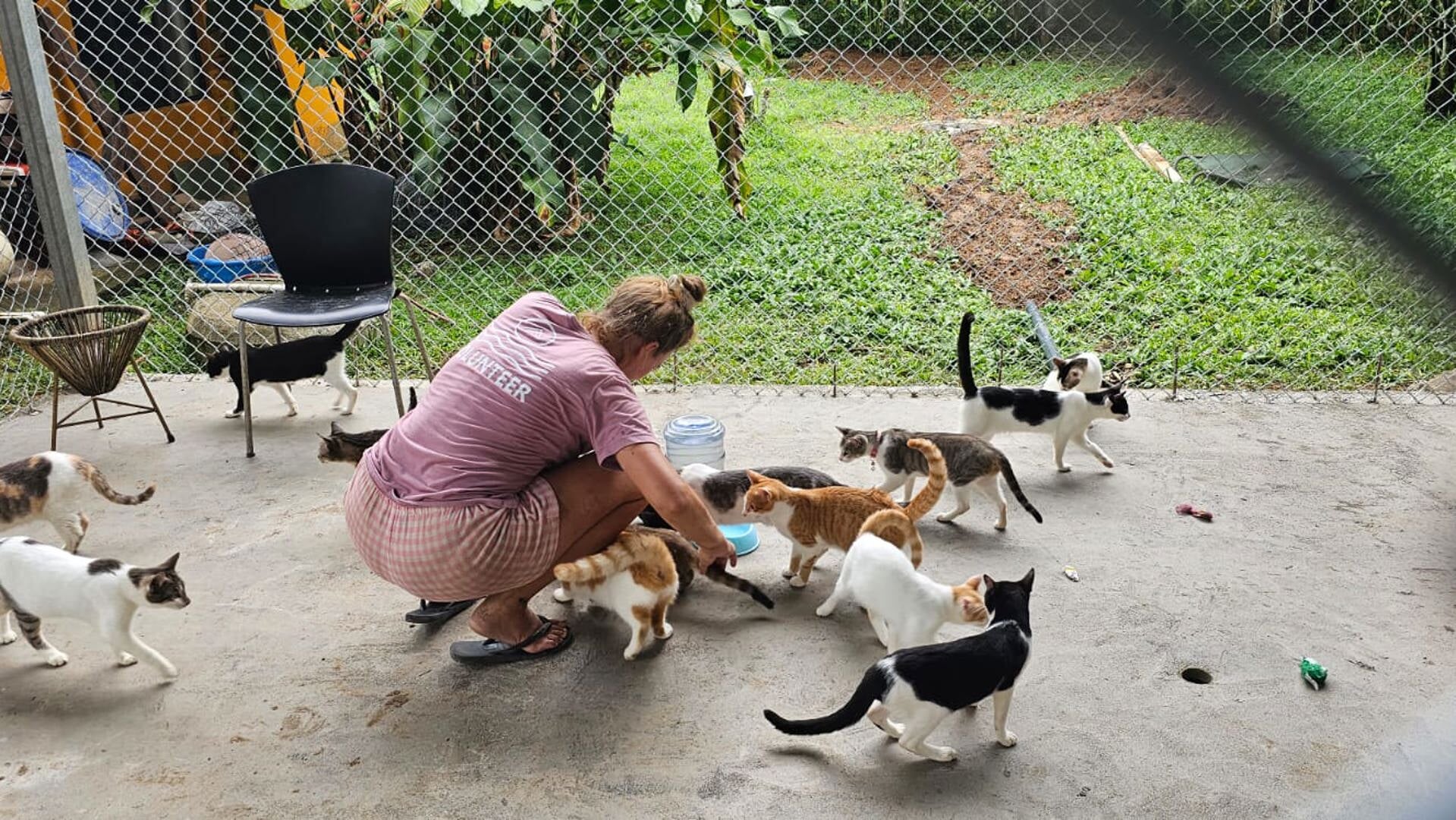 Marlies de Louw met een tiental katten in het dierenasiel in de achtertuin van haar woning.