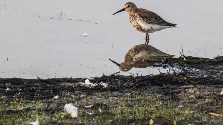 Het IVN hoopt zondag tijdens de vroege vogelwandeling in de Groote Peel vele soorten te spotten. 