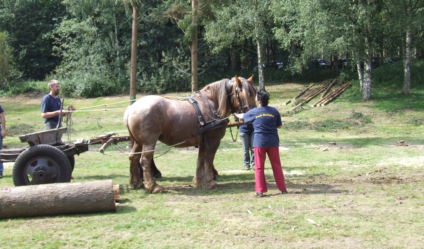 2008: De Belgische trekpaarden hebben hun werk voor een ‘Malle Jan’ zojuist verricht.