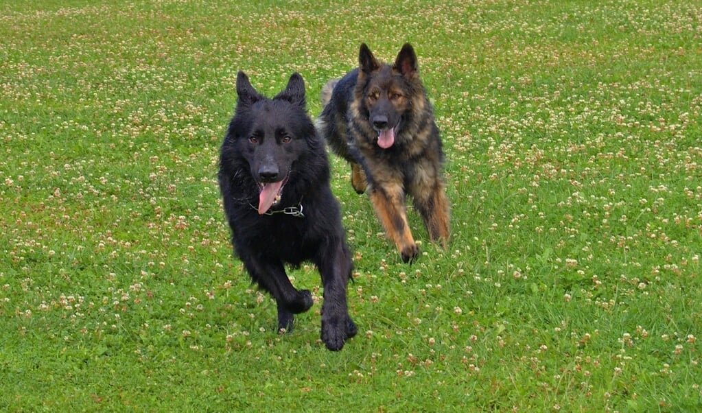 Honden-uitlaatservices kunnen vanaf april 2021 niet meer terecht in o.a. Het Noorderpark, Panbos en  Landgoed Houdringe.