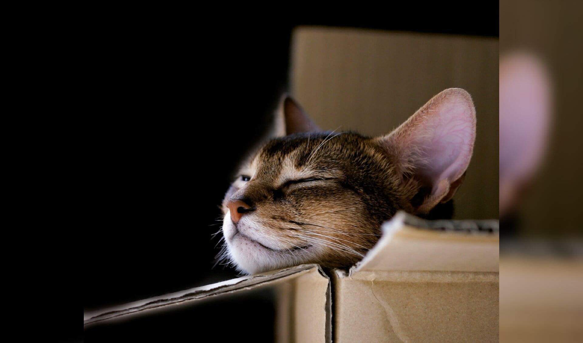 Midas Dekkers over waarom een kat graag in een doosje kruipt.