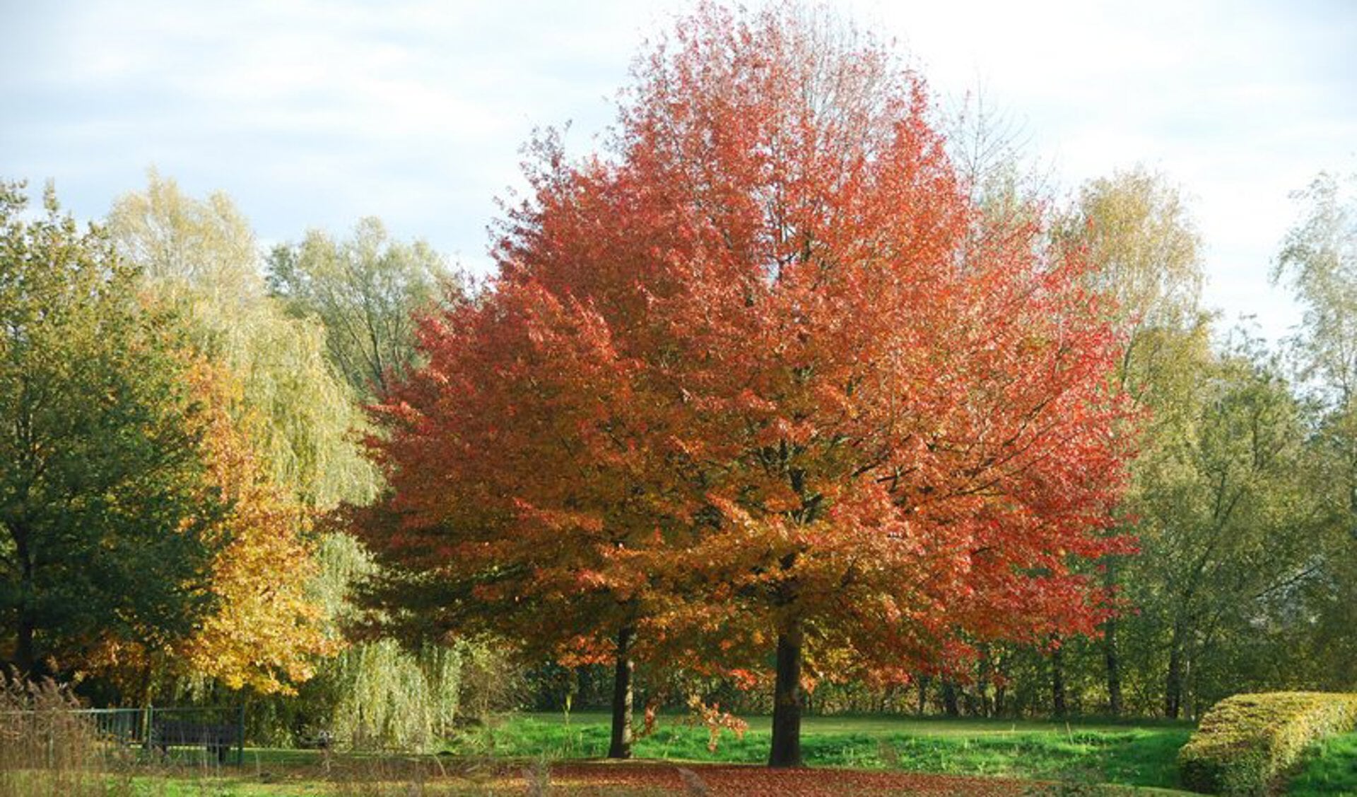 De Amerikaanse eik staat bekend om zijn prachtige herfstkleuren.
