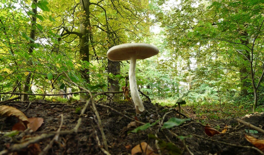 De Gewone Hertenzwam komt in Nederland veelvuldig voor. Ze zijn te vinden van mei tot en met november, vooral op stronken, takken en begraven hout.