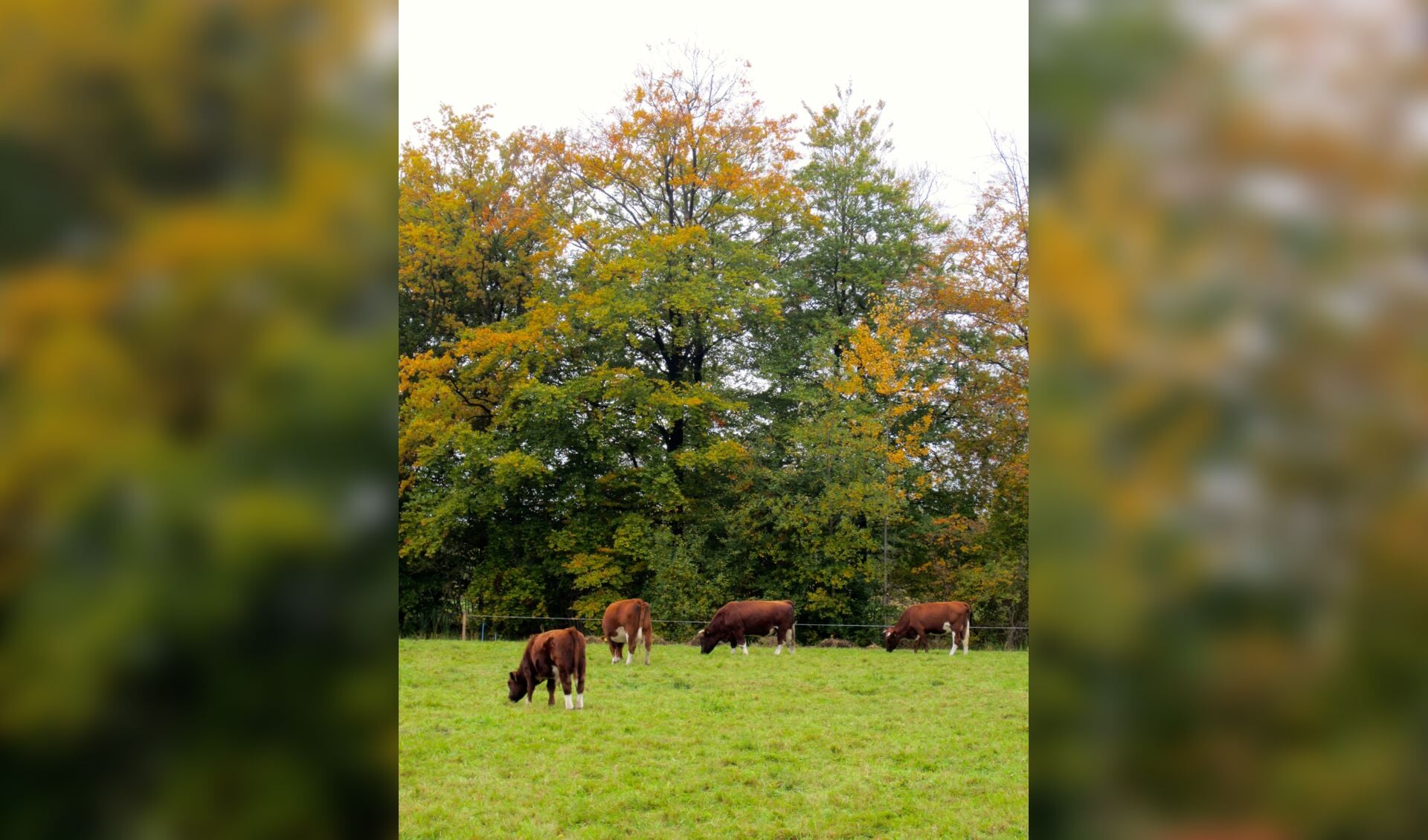 De brandrode runderen die sinds mei op Sandwijck lopen verrijken het kleurenpalet.