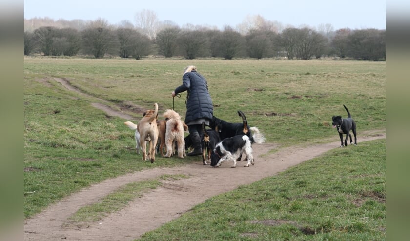 Vanaf volgend jaar zomer mogen er maximaal drie honden per begeleider mee de natuur in.