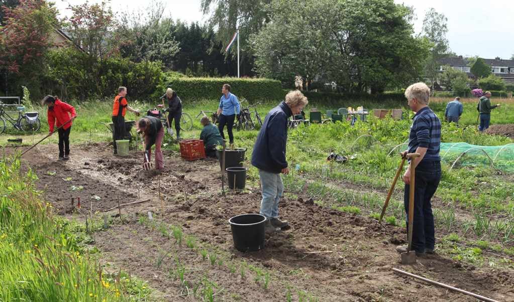 Een groep medewerkers van de gemeente helpt mee de tuin te ontdoen van stenen en onkruid zodat er opnieuw gepland en ingezaaid kan worden.