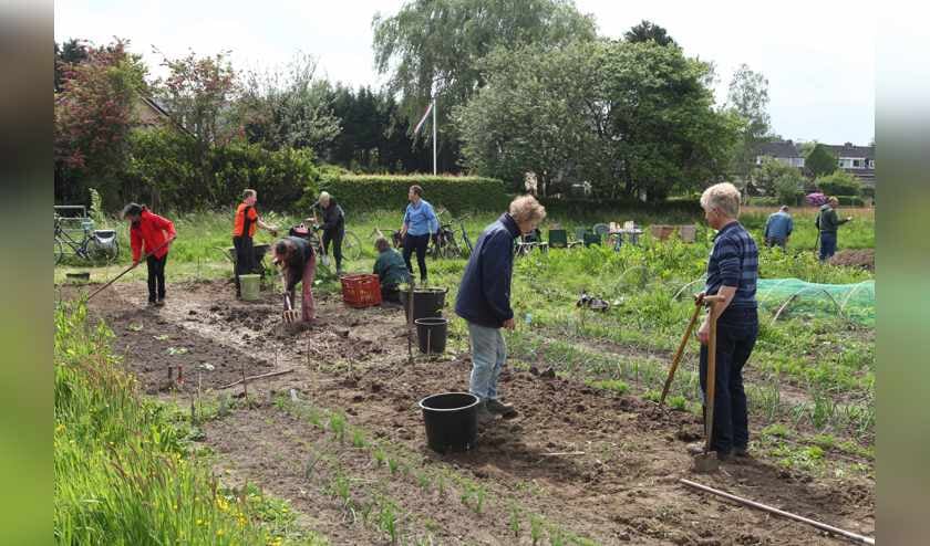 Een groep medewerkers van de gemeente helpt mee de tuin te ontdoen van stenen en onkruid zodat er opnieuw gepland en ingezaaid kan worden.
