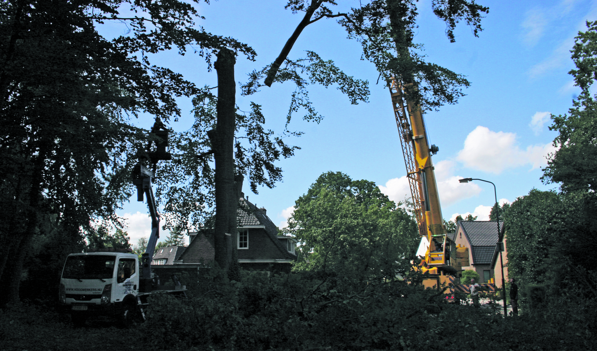 Hoveniersbedrijf Hoefakker schakelde Modern in voor een 70 tons telekraan om de enorme beuk veilig te kunnen rooien.