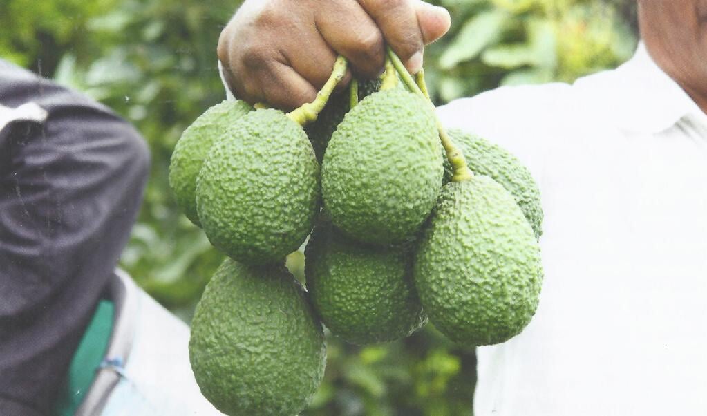 Nieuwe oogst Avocadoos