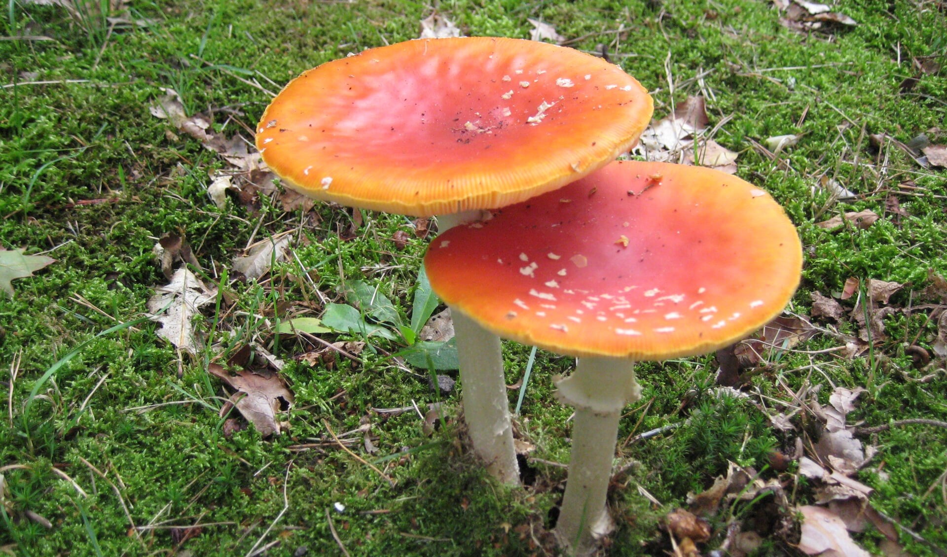 7 oktober - paddenstoelen zoeken en natekenen.