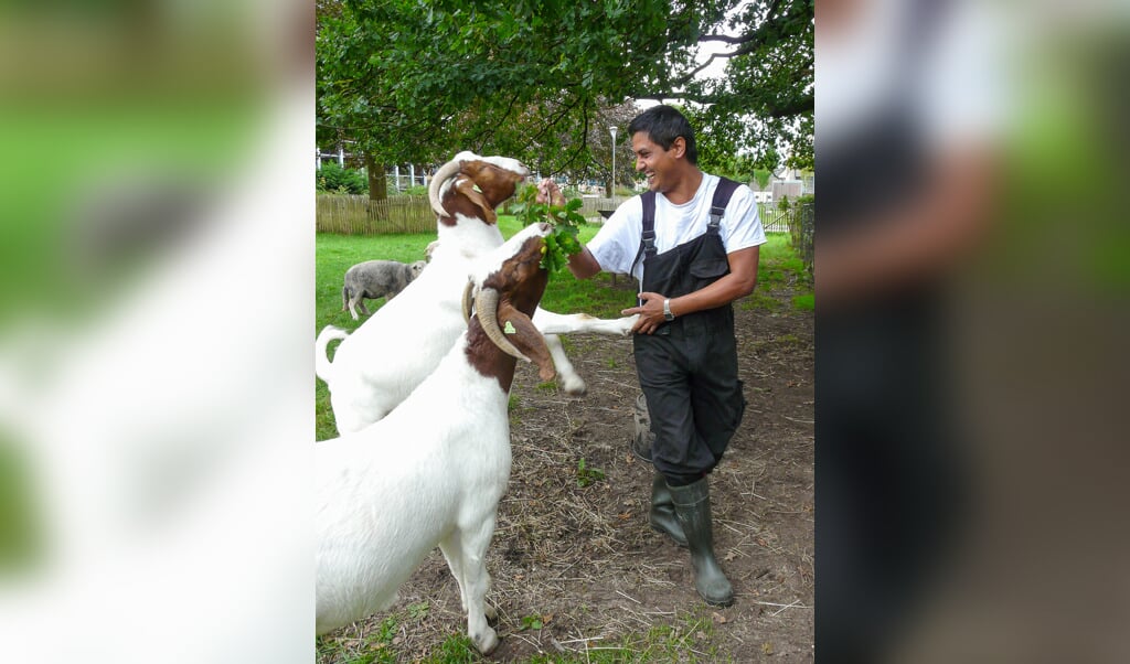 Blijdschap bij Chandra en de geiten bij de Schaapskooi.