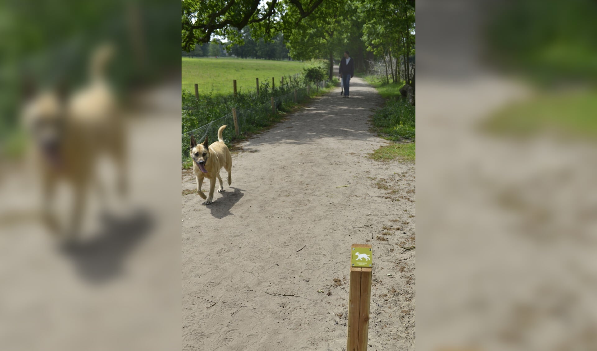 Naast fiets-, wandel en ruiterpaden voortaan ook hondenwandelpaden.