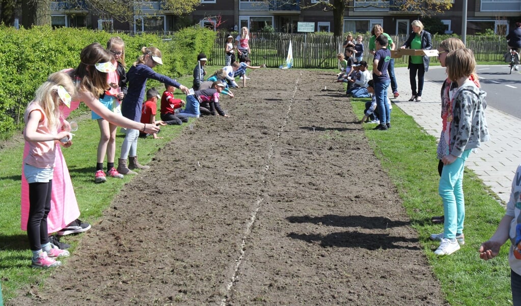Donderdag 21 april zaaiden leerlingen van Wereldwijs de eerste veldbloemen in een berm achter de kinderboerderij in Bilthoven.